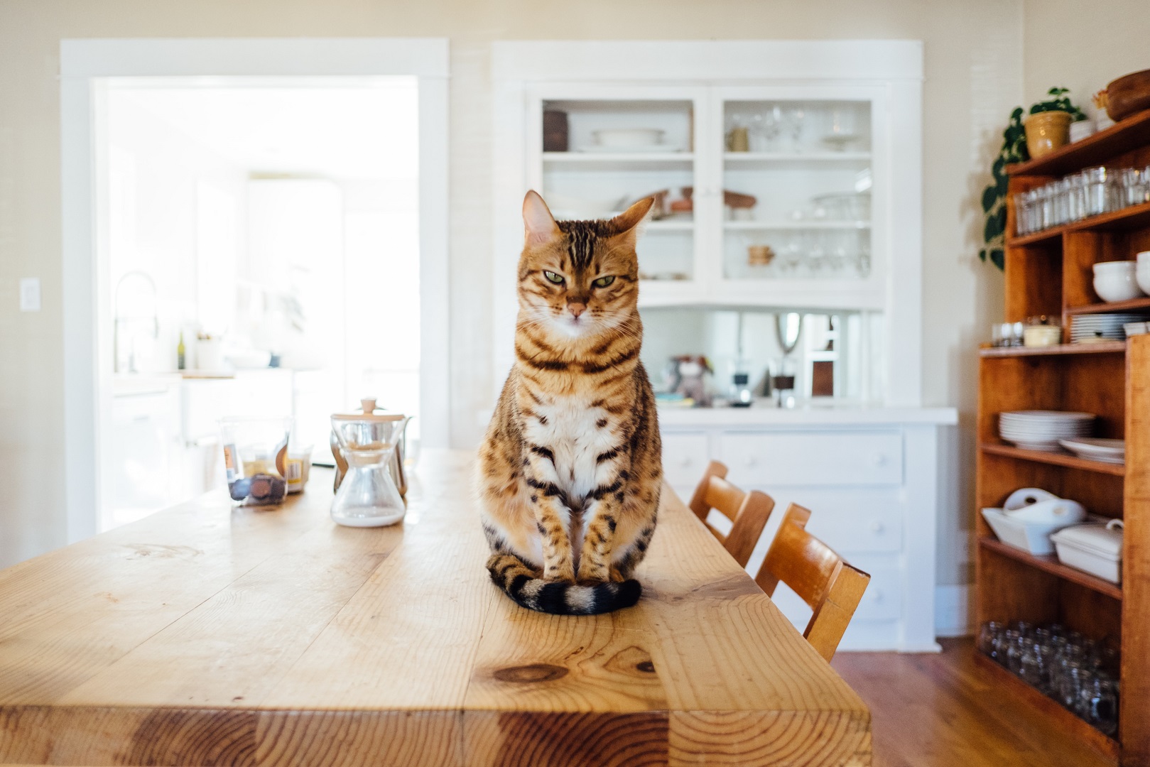 Pets em apartamentos: tudo o que você precisa saber