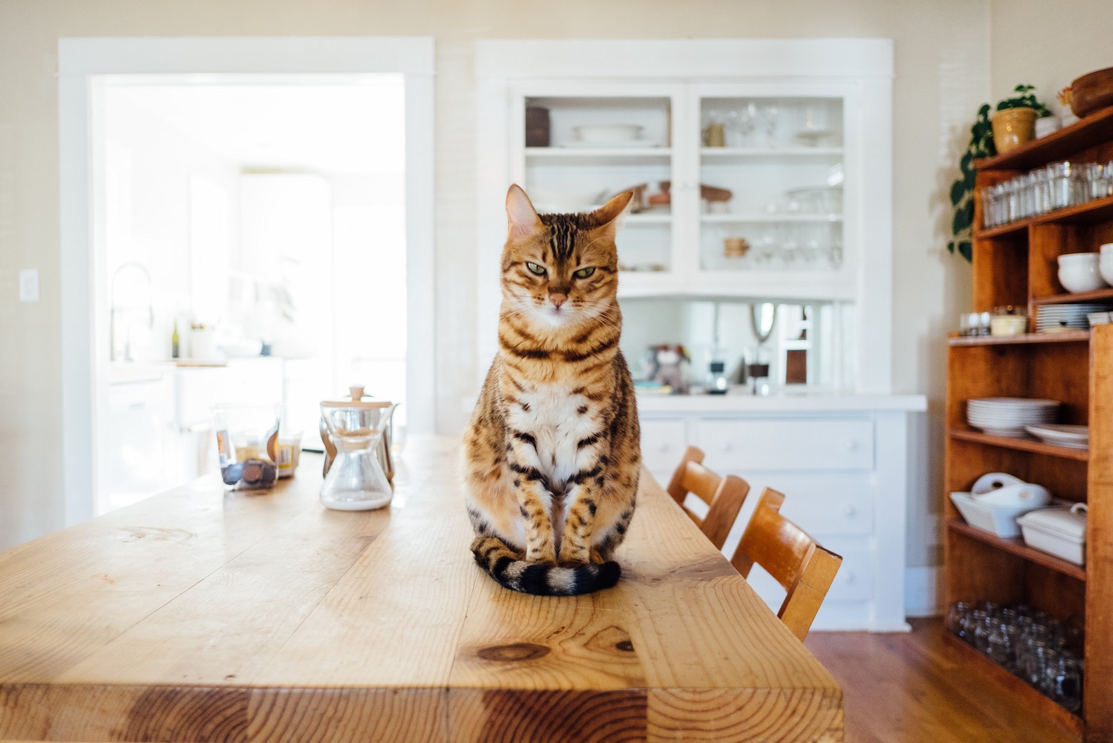 Pets em apartamentos: tudo o que você precisa saber