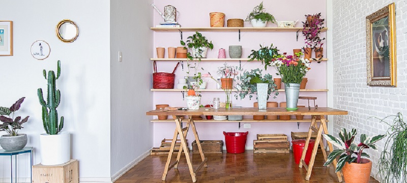 Plantas para decoração: 10 opções para seu apartamento ou casa