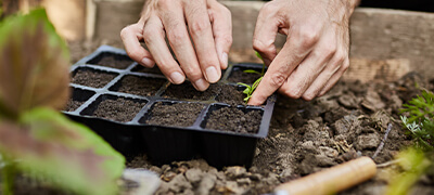 Aprenda a fazer uma horta em seu apartamento: dicas e passo a passo