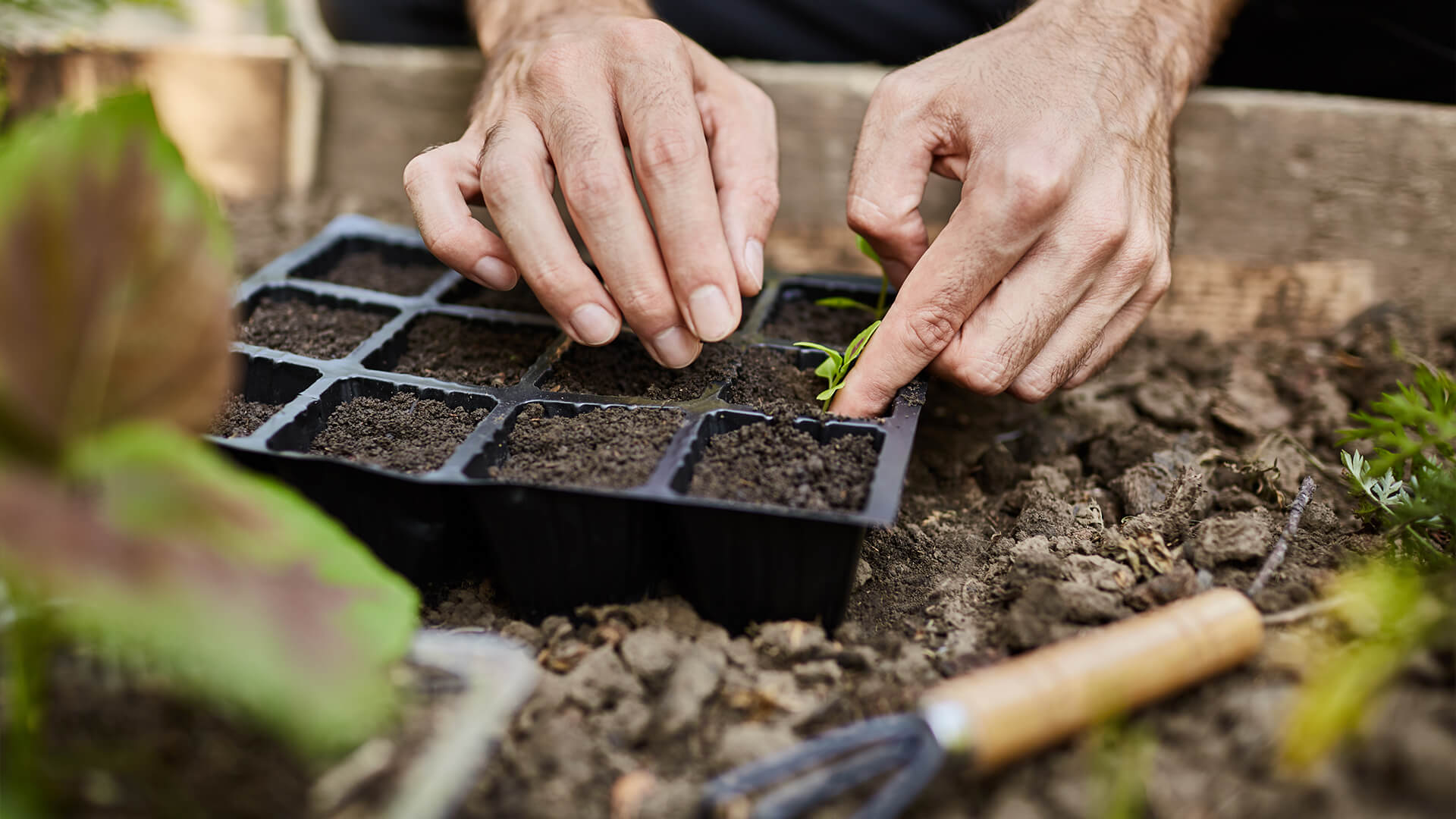 Aprenda a fazer uma horta em seu apartamento: dicas e passo a passo